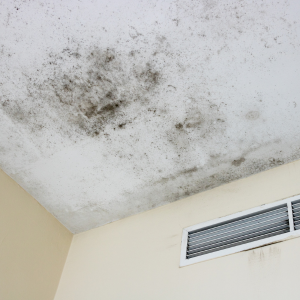 Sell Your House Fast With Mold in Florida
