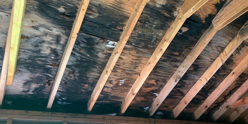 Sell Your House With Mold [market_city]