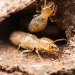 Understanding Termite Damage and Its Impact on Michigan Home Sales