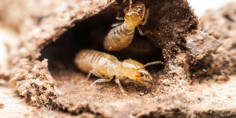 Understanding Termite Damage and Its Impact on Michigan Home Sales