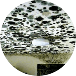 Selling A House With Mold In Jacksonville FL
