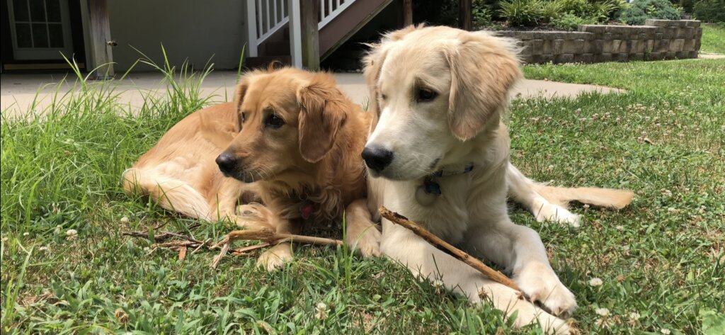 Golden retrievers Marlee (left) and Tucker (right) lying together in the grass, both eyeing the same stick