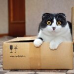 Black and white Scottish Fold cat in a cardboard box
