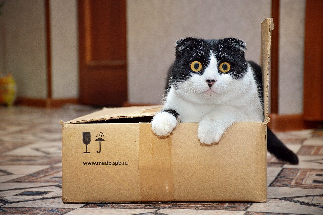 Black and white Scottish Fold cat in a cardboard box