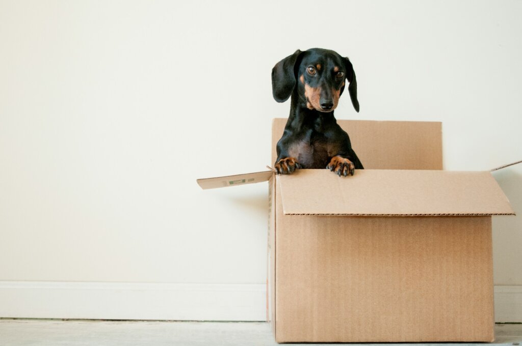 A dog inside a cardboard box. 