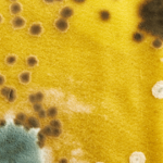 get rid black mold