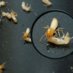 Cost of termite inspection