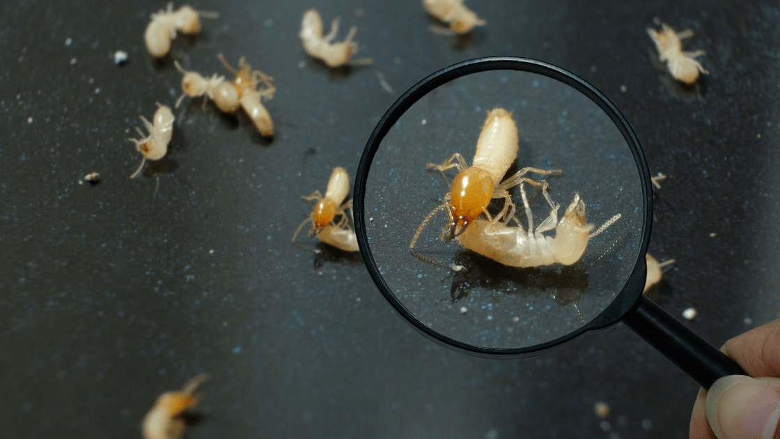 Cost of termite inspection