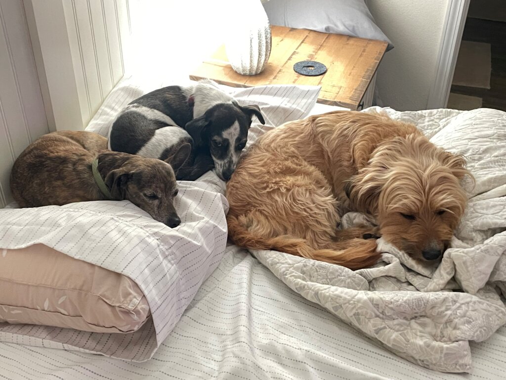My 3 dogs laying on our bed in Maui, Hawaii