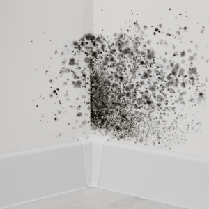 Sell My House With Mold in Long Island