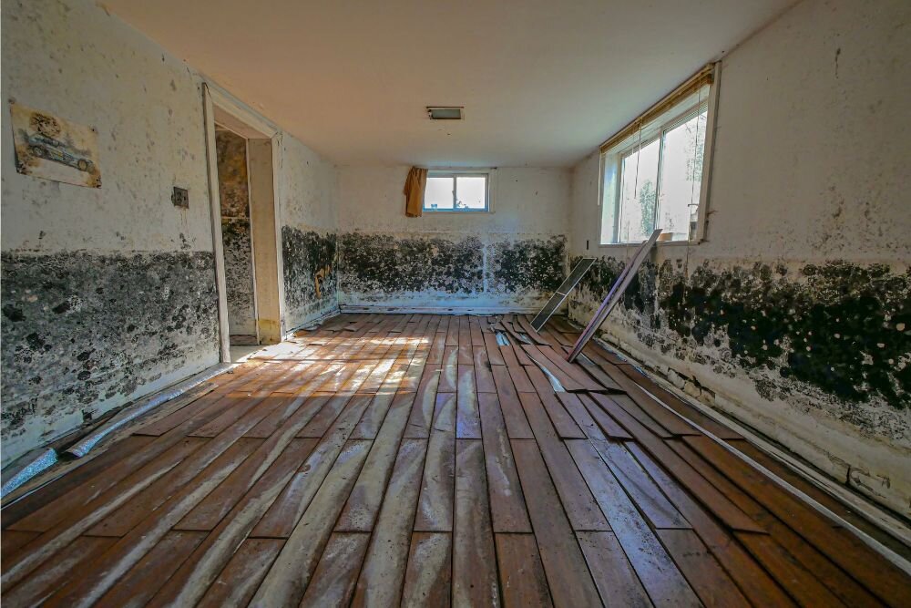 mold inside the house
