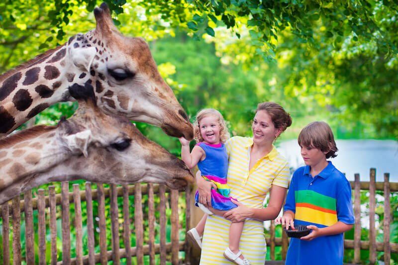 Observe Animals at the Minnesota Zoo