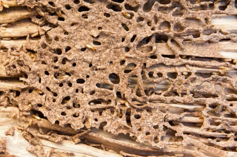 2024 Guide To Selling A House With Termite History In MN