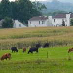 Farm land for sale in Warrenton VA