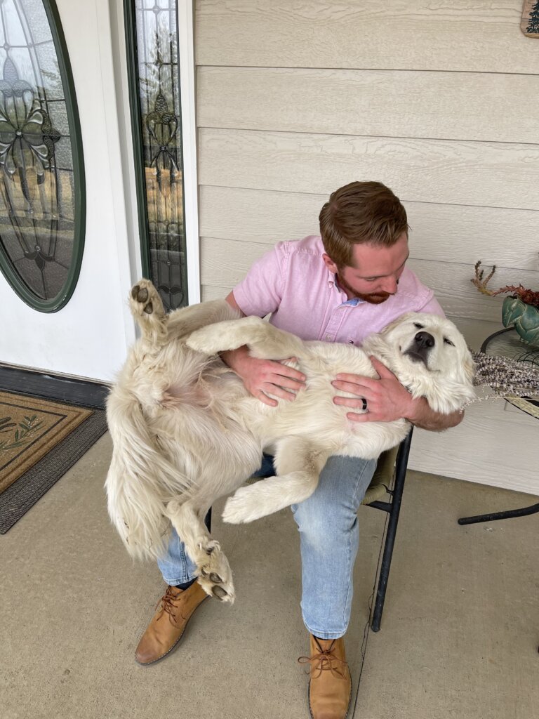 My Great Pyrenees Lap Dog