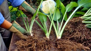 plant perennials