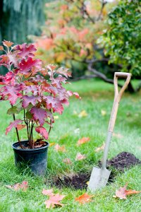 plant trees in fall