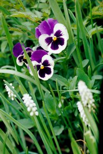 plant pansies in cool regions