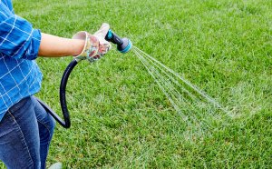 plant turfgrass in fall