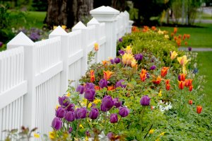 plant bulbs for Spring color