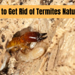 How To Get Rid Of Termites In House