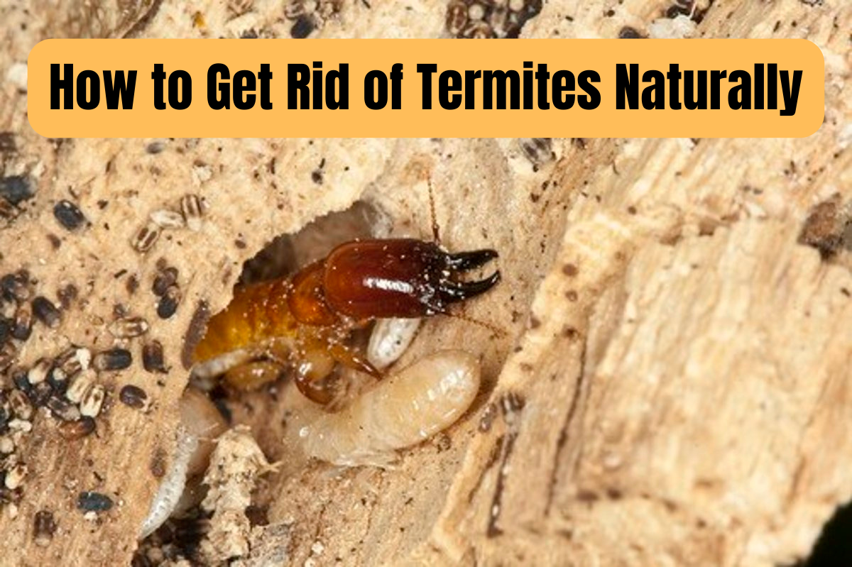 Termite Infestation Solutions: How to Get Rid of Termites in Your House