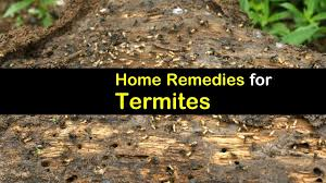 Found Termite Droppings But No Termites
