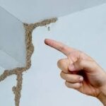 How To Tell If You Have Termites In Your Walls
