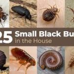 Little Black Bugs In The House