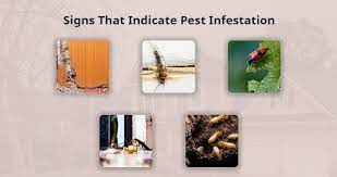 How To Tell If You Have Termites In Your Walls