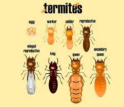 How To Tell If You Have Termites In Your Walls