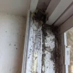 Termite Droppings From Ceiling