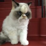 Picture of angry cat.