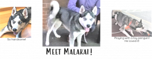 Jan Pet of the Month