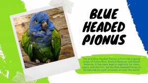 Blue Headed Pionus