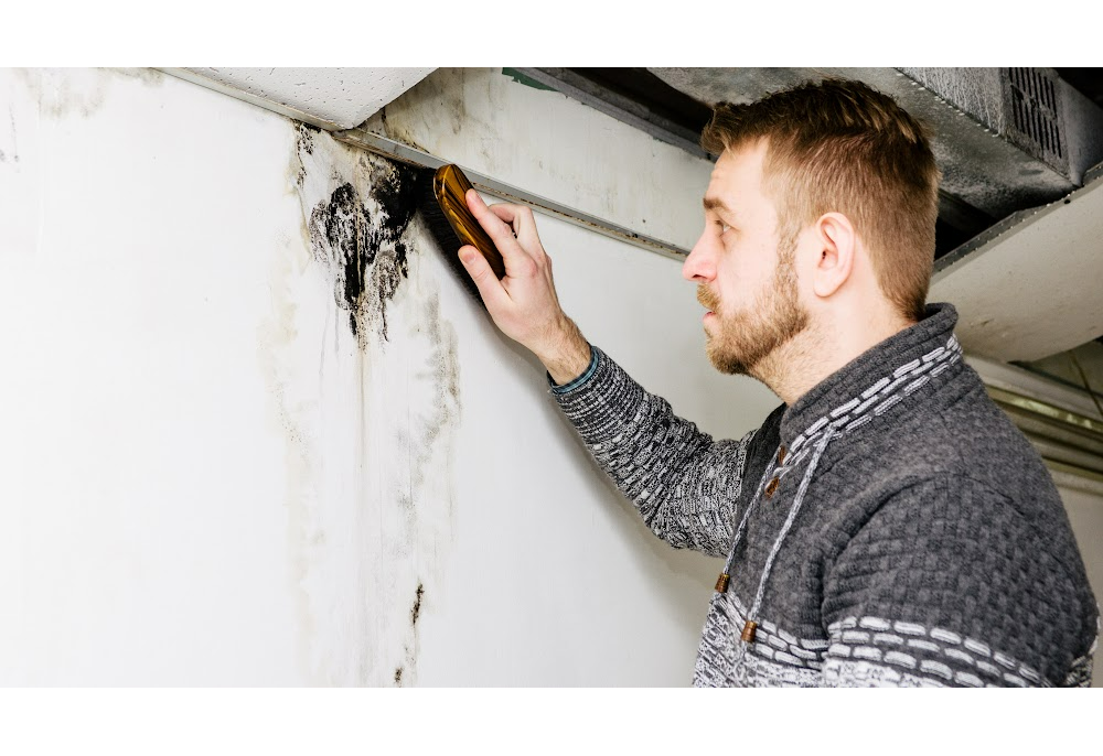 Mold repair in house in Los Angeles