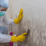 Professional House Mold Remediation Los Angeles