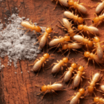 Selling a Home Affected by Termites in Los Angeles, CA