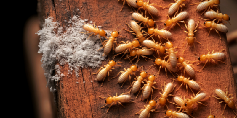 Selling a Home Affected by Termites in Los Angeles, CA