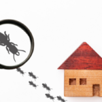 Tips for Selling a House With Termite Damage Los Angeles
