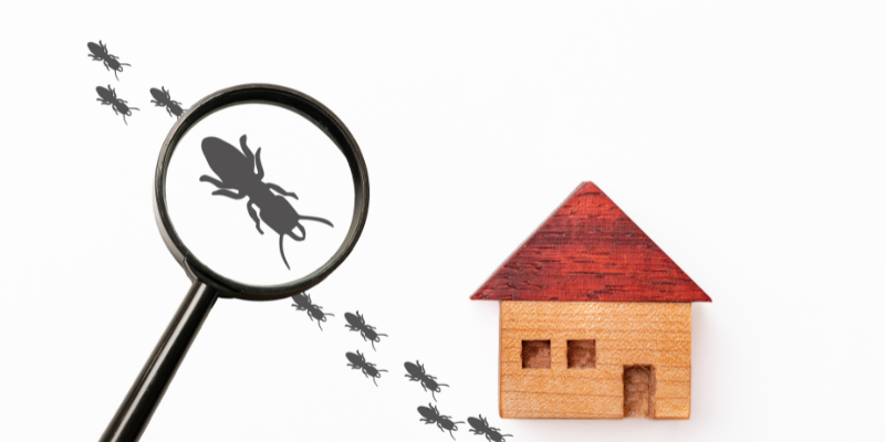 Tips for Selling a House With Termite Damage Los Angeles