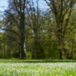 How to Sell Vacant Lots And Land Without A Realtor | grassy field