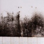 Selling a house with mold in 