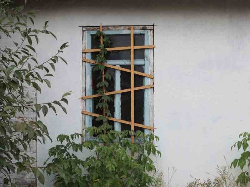 Abandoned house with boarded-up windows and overgrown plants