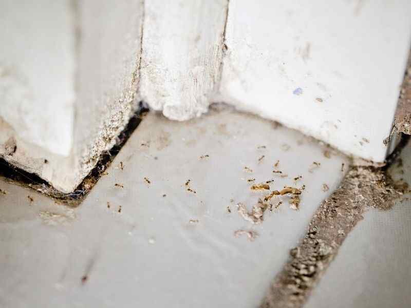 Visual of pests such as termites infesting a vacant house, highlighting the threat of pest infestations.