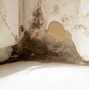 Sell House With Mold in Tennessee
