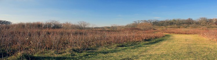 Sell Your Vacant Land In Chicago Global Abundance LLC