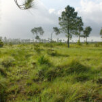Rezone Vacant Land in Florida