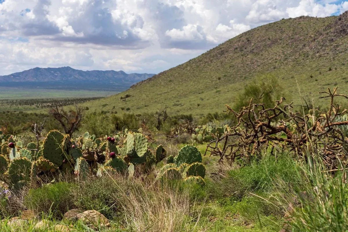 Land In Arizona
