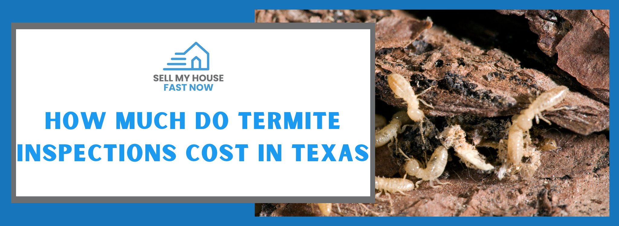 Cost of Termite Inspections In Texas